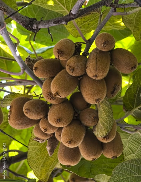 Obraz Kiwi on the tree