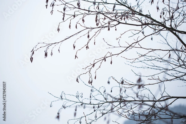 Obraz Tree branches in winter