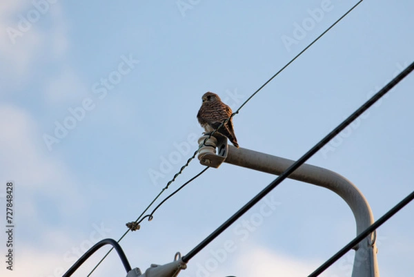 Obraz 電柱の上から見下ろすチョウゲンボウ