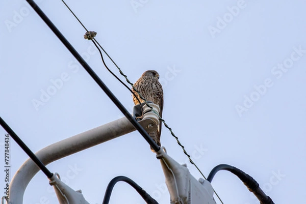 Obraz 電柱の上から見下ろすチョウゲンボウ