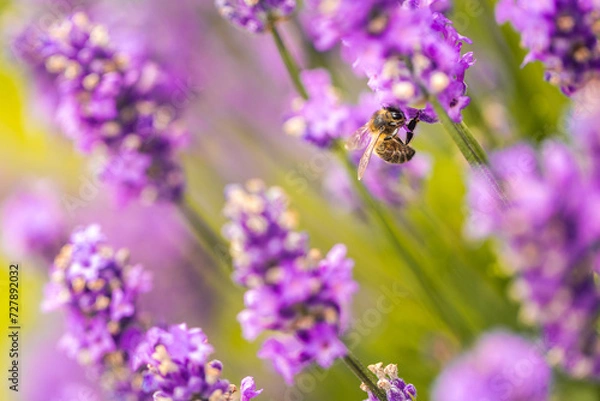 Obraz Biene auf Lavendel