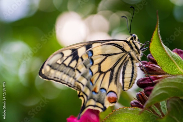 Obraz Schwalbenschwanz Bokeh
