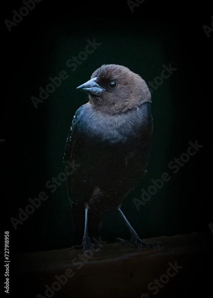 Obraz Brown-headed Cowbird closeup in low light on black background