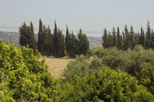 Fototapeta plantation views 1