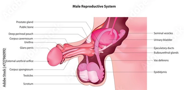 Obraz Male Reproductive System