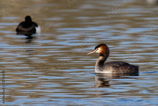 Fototapeta grèbe huppé
