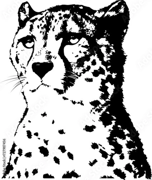 Obraz Vector portrait of cheetah. Black, isolated on white. Spotted animal, predator. Element for design card, poster, illustration about wild nature