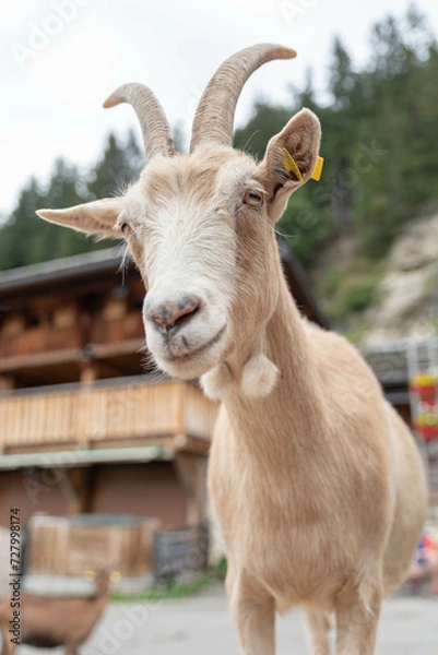 Obraz chèvre de montagne