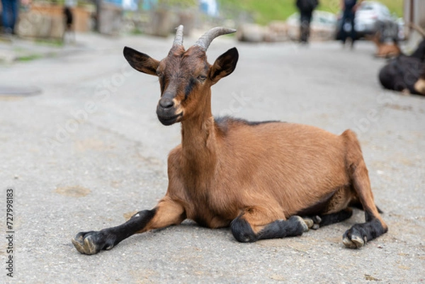 Obraz chèvre de montagne