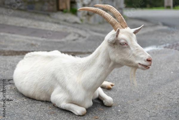 Obraz chèvre de montagne