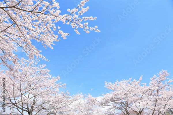 Obraz 満開の桜