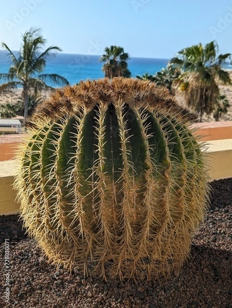 Obraz cactus in the desert