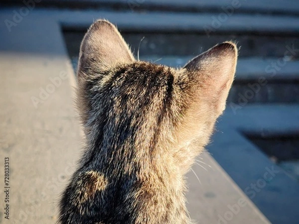 Obraz kitten looking in opposite direction