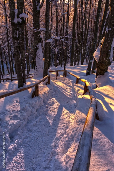 Obraz winter in the forest