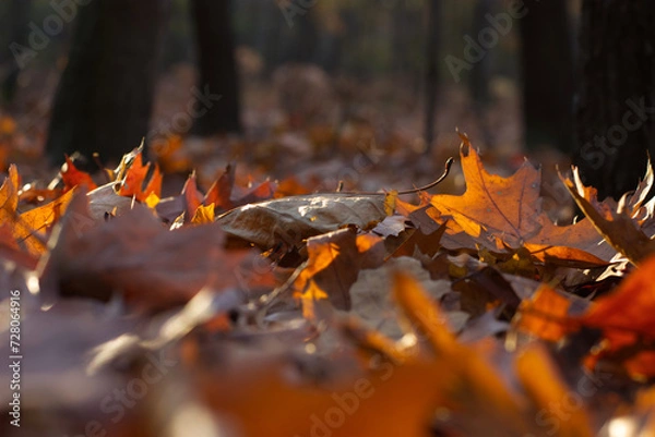Obraz autumn leaves in the forest