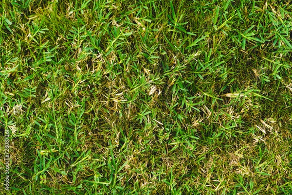 Fototapeta Crab Grass Weed in the Lawn, Digitaria ischaemum is a species of crabgrass known by the common names smooth crabgrass and small crabgrass. Common roadside and garden weed. It is an annual grass.