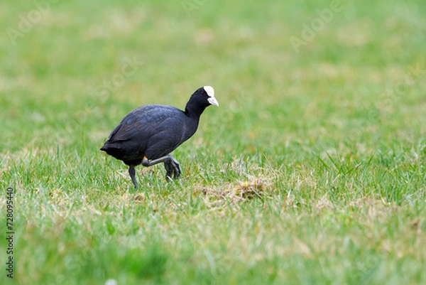 Obraz Eurasian Coot on a field ( Fulica Atra ). 