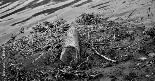 Obraz Decomposing tree on Susquehanna River bank Bradford County Pennsylvania