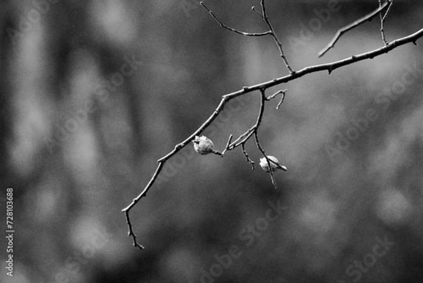 Obraz Freeze dried berries in winter Sugar Run Pennsylvania
