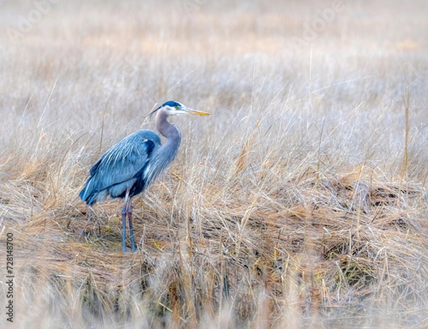 Obraz Great Blue Heron Standing in a Field in the Wintertime