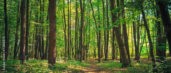 Fototapeta Panorama zielonego lasu latem