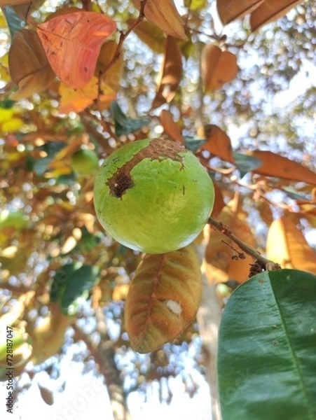 Obraz Cainito or Chrysophyllum