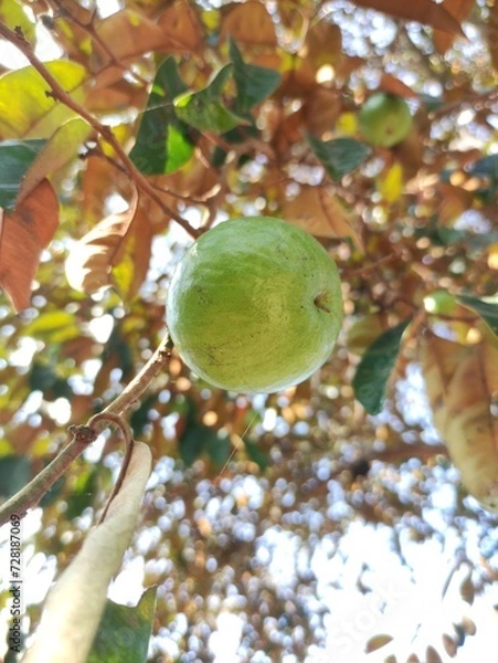 Obraz Cainito or Chrysophyllum