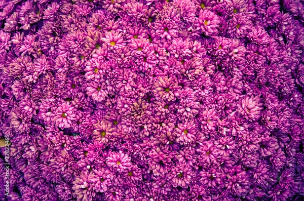 Fototapeta chrysanthemum background