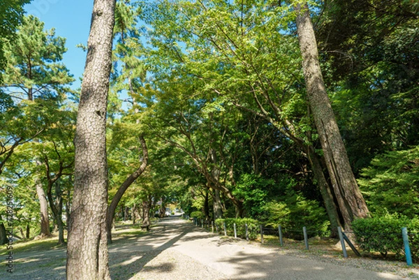Fototapeta 新緑に包まれた遊歩道