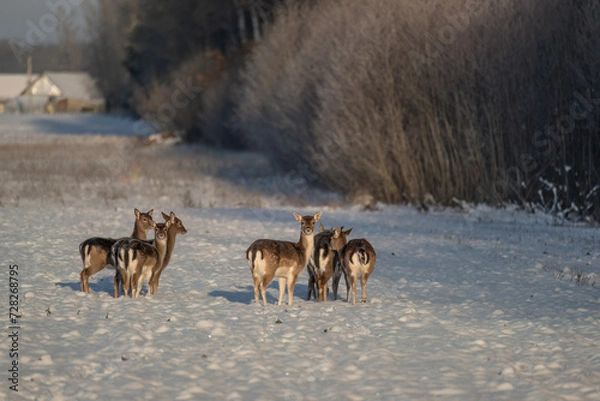 Obraz A bunch of fallow deers in the field on a cold winter day