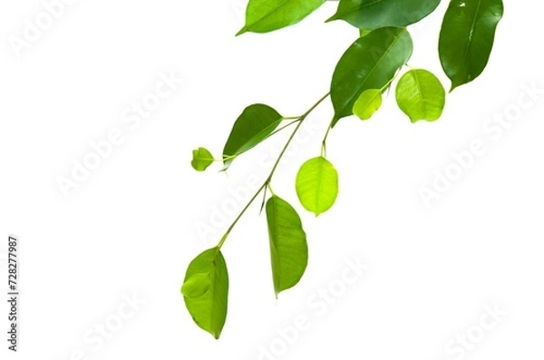 Fototapeta Ficus Benjamina green leaves isolated on white Background.