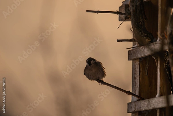 Obraz Silhouette of a sparrow, sitting on a branch in the darkness