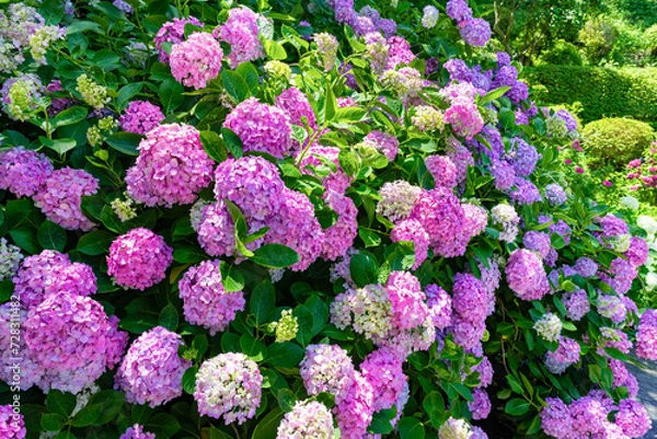 Fototapeta 静岡県下田市　下田公園のあじさい