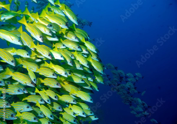 Obraz Blaustreifenschnapper