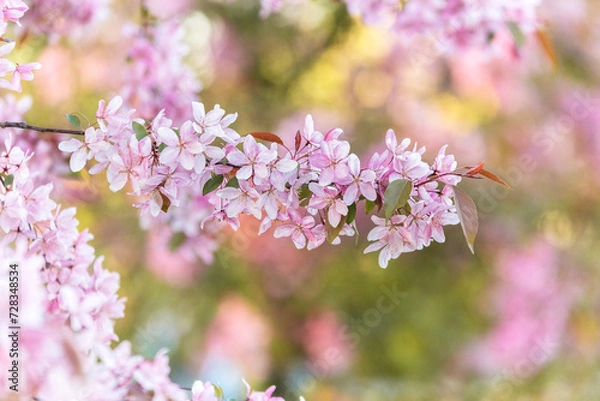 Obraz Spring blooming tree branch with pink flowers