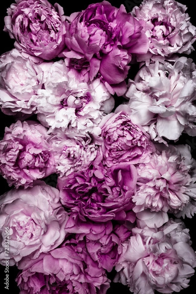 Fototapeta Draufsicht auf eine Fläche voll mit weiss-violetten Pfingstrosenblumen auf einem schwarzen Untergrund