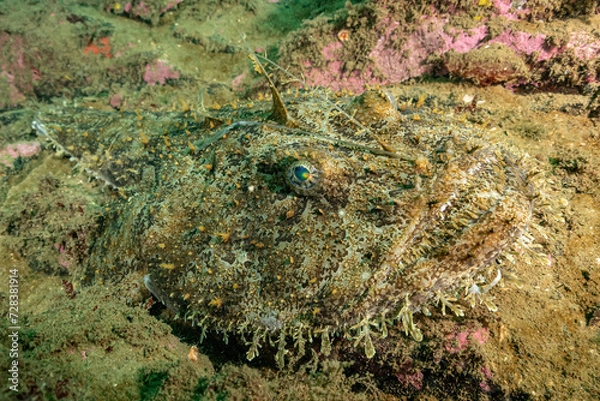 Fototapeta Monkfish on the bottom waiting for prey