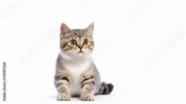 Fototapeta Cute cat on a white background. Copy space.