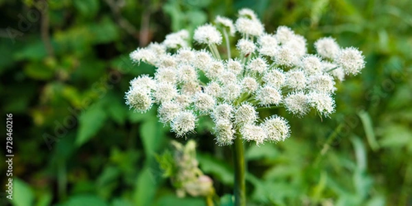 Fototapeta Close-up of white wildflowers against a background of lush green foliage. Panoramic banner with copy space, greeting card for birthday, for Women's day, 8 March