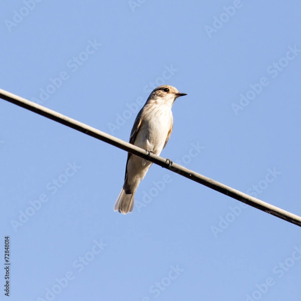 Obraz Sparrow on a wire