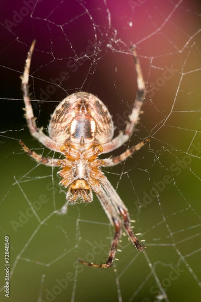 Obraz spider. Super Macro