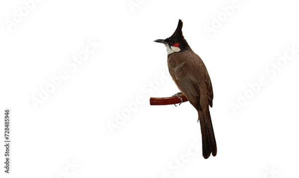 Obraz bird, poultry,