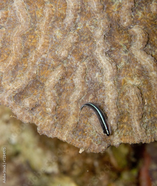 Obraz Neon Goby (Gobiosoma oceanops)