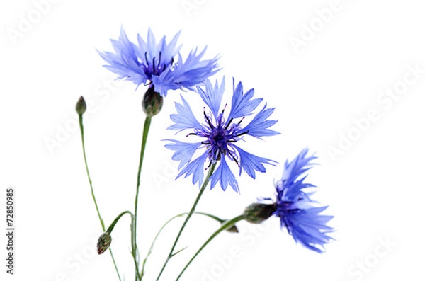 Obraz The beautiful cornflower isolated on white