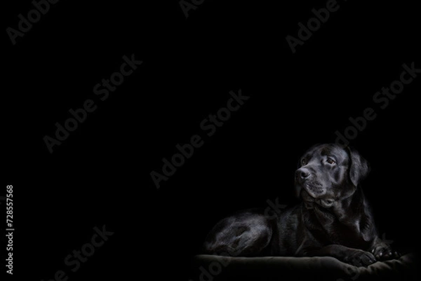 Obraz Lying dog of the black labrador breed on a dark background