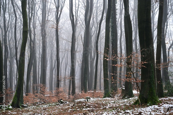 Obraz Buchenwaldherbst