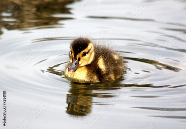 Obraz little duckling