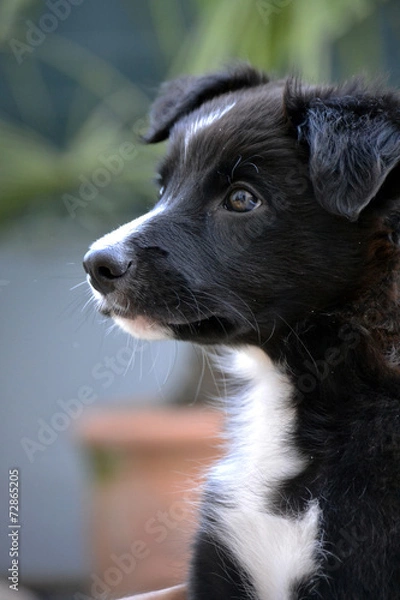 Fototapeta Border Collie