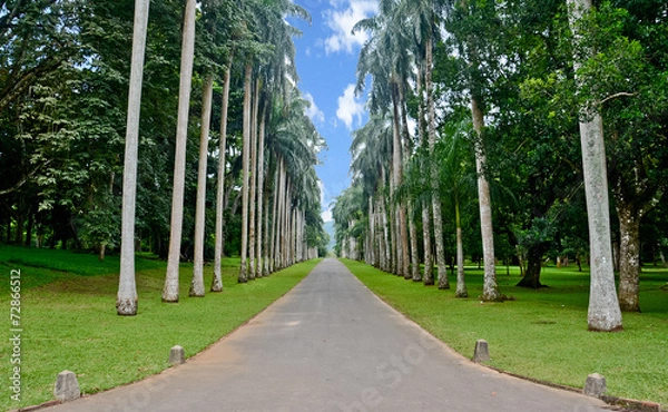 Fototapeta Royal Botanical Garden, Peradeniya Sri Lanka