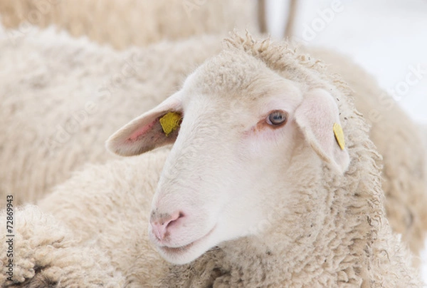 Fototapeta Sheep portrait